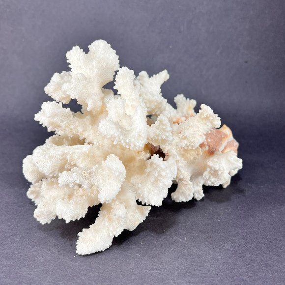 Natural White Coral Brown Stem Cluster Nautical Coastal Aquarium Decor 7" x 5" - Picture 7 of 13